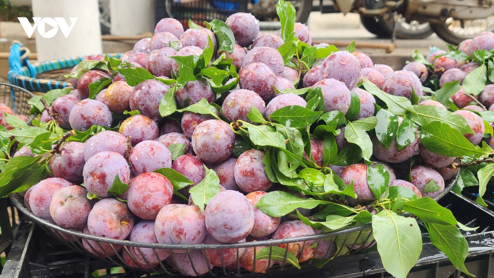 Mùa mận Sơn La đến sớm, giá rẻ bất ngờ