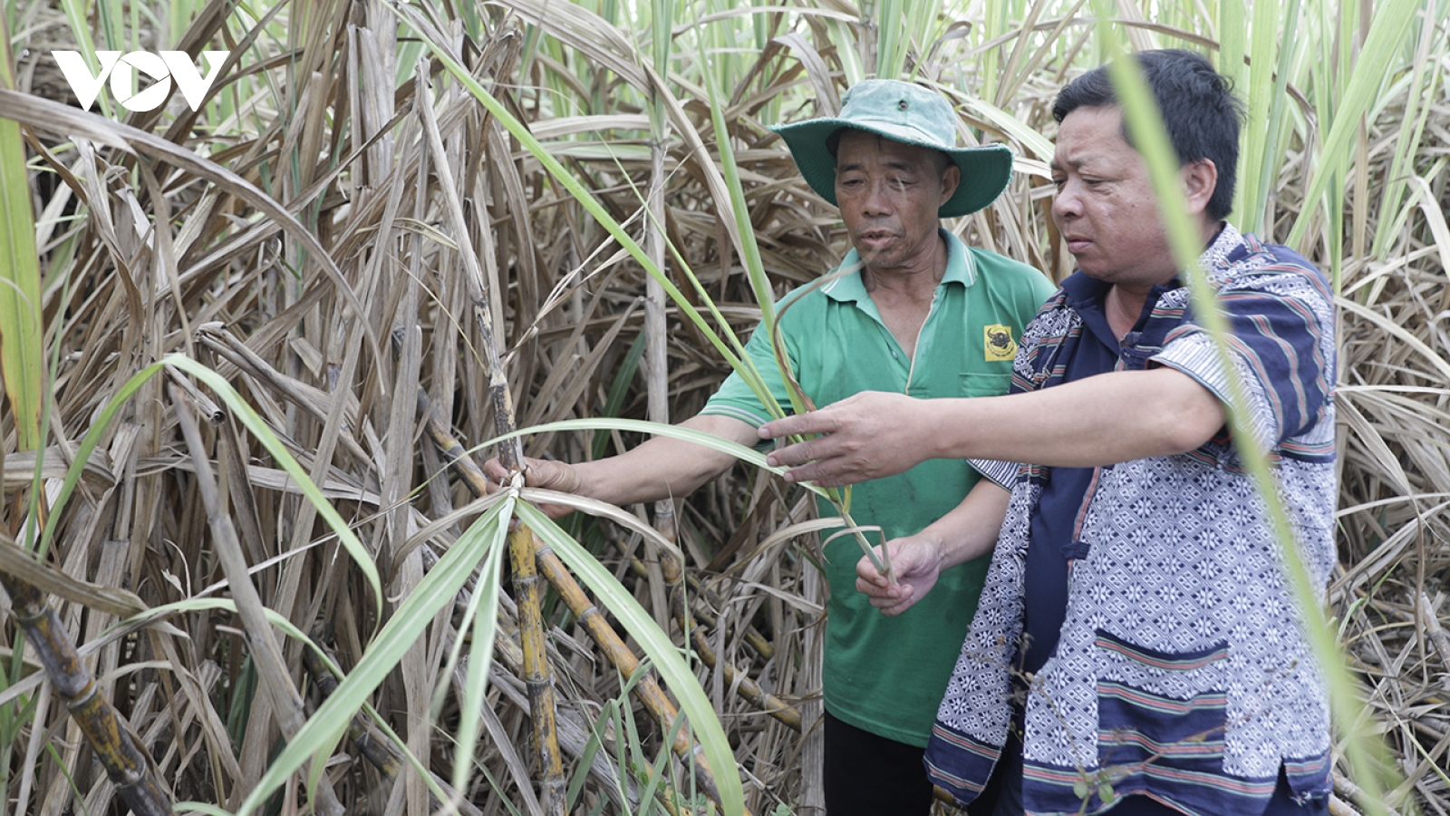 Nhà máy mía đường chậm thu mua, người trồng mía ở Đắk Lắk đứng ngồi không yên