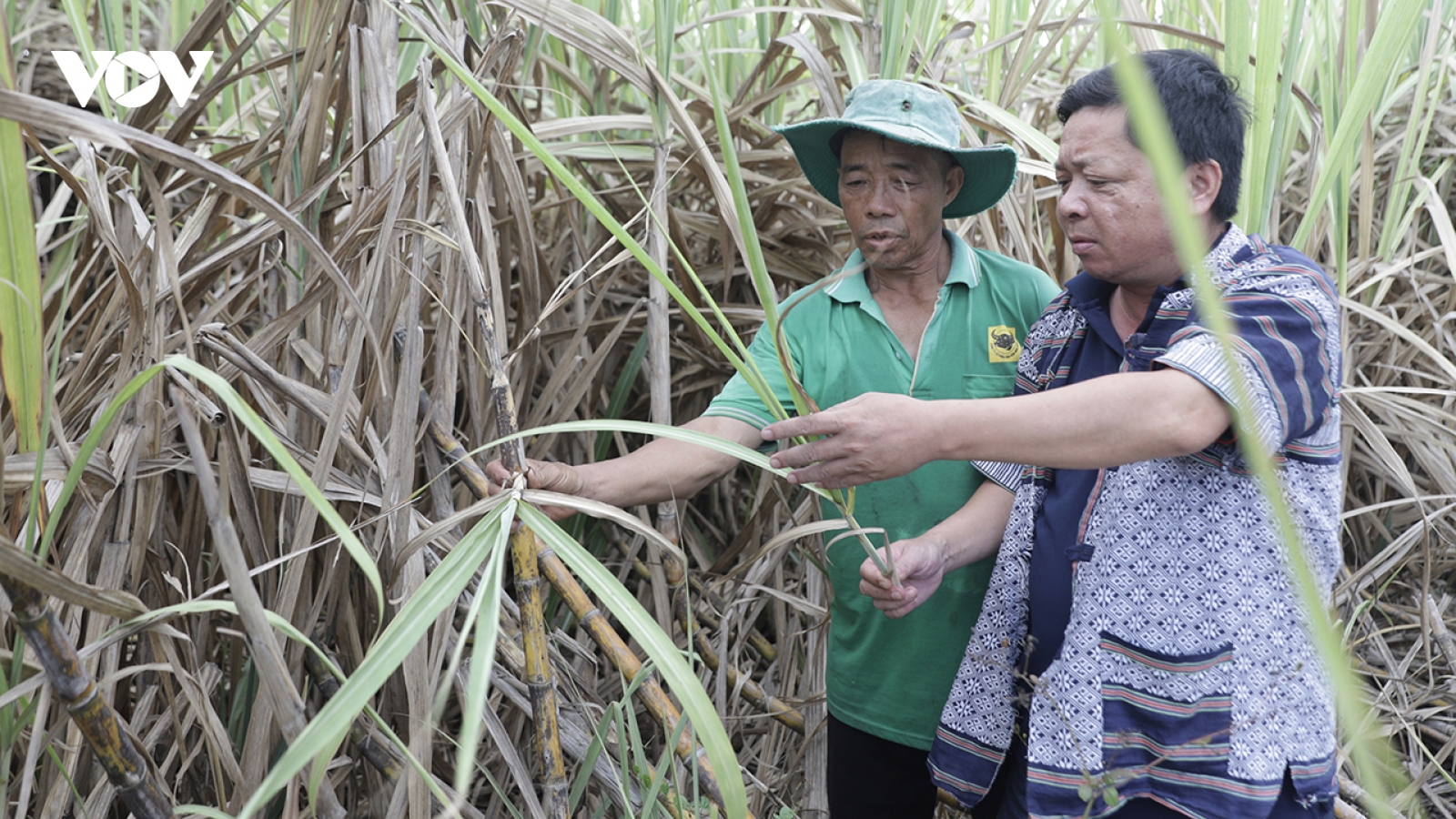 Nhà máy mía đường chậm thu mua, người trồng mía ở Đắk Lắk đứng ngồi không yên