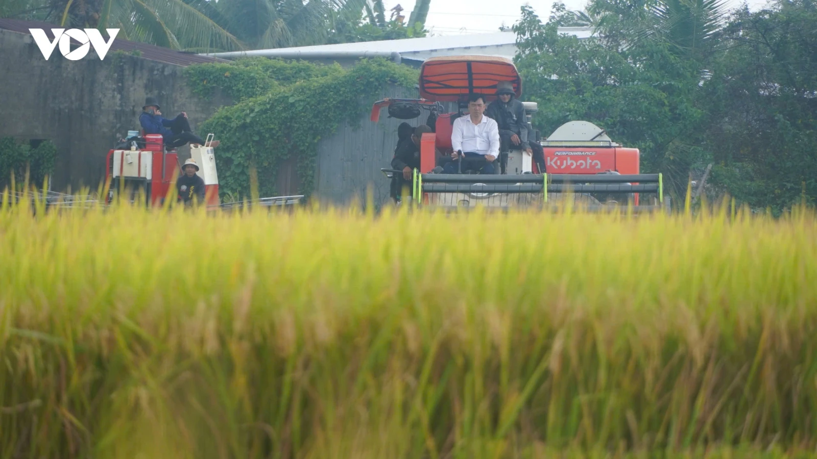 Xây dựng thương hiệu gạo Việt xanh phát thải thấp