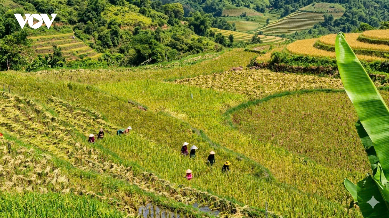 Du khách đắm mình giữa bản làng Pù Luông bình yên mùa lúa chín