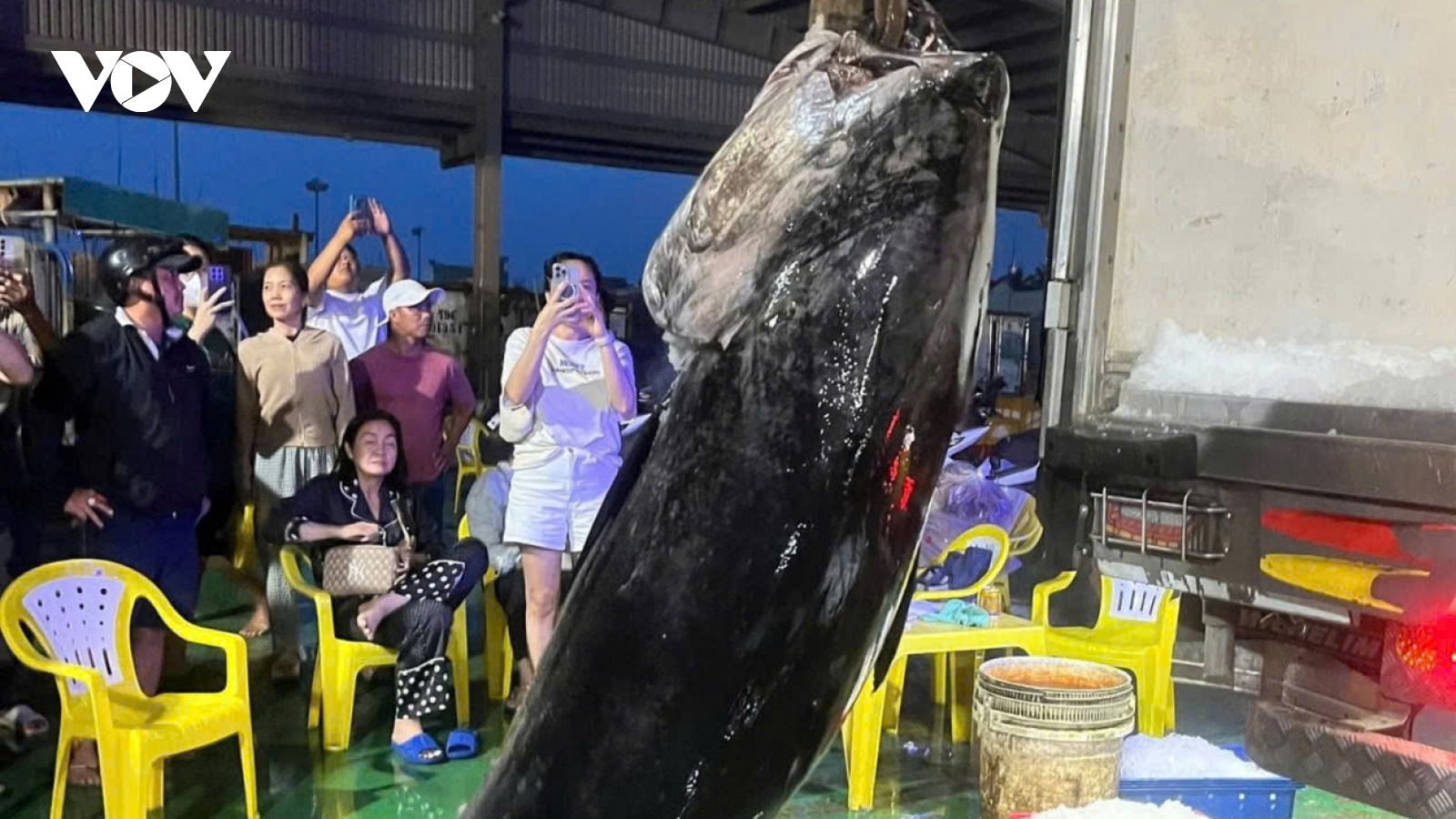 Ngư dân Gia Lai trúng đậm cá ngừ, có con nặng hơn 300kg