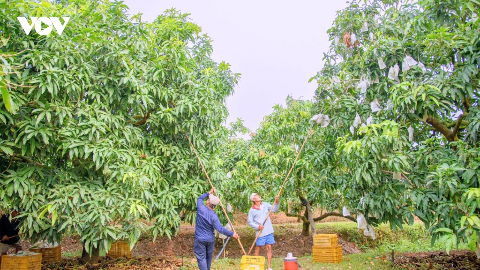 Thúc đẩy chuỗi giá trị nông nghiệp xanh tại Đồng bằng sông Cửu Long