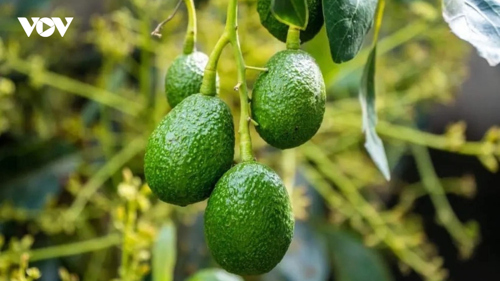 Loại quả Việt béo ngậy, thơm ngon ăn hàng ngày bổ không kém nhân sâm, tổ yến