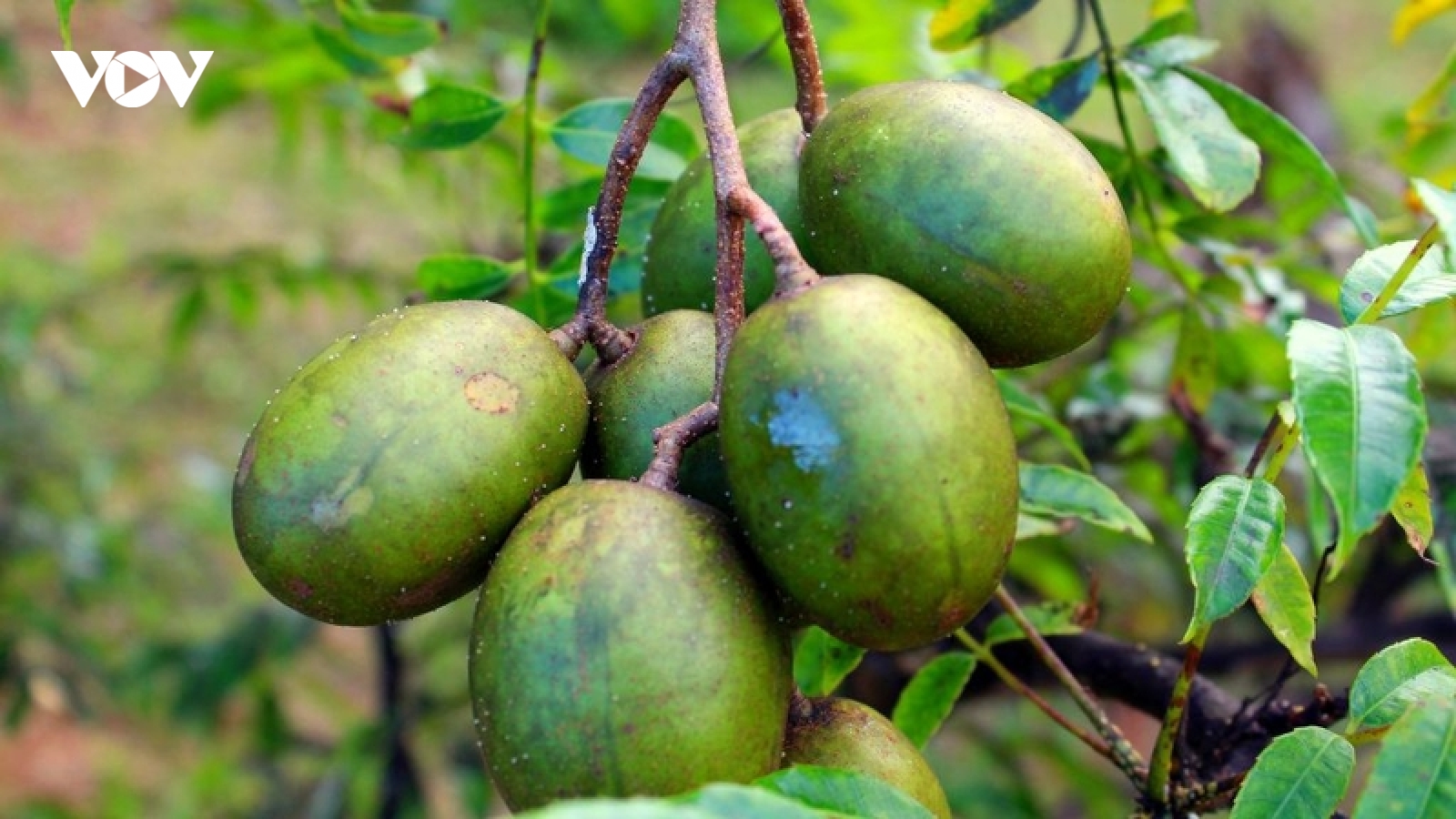 Quả cóc: Loại trái cây chua quen thuộc nhưng “giàu dinh dưỡng” ít ai ngờ tới