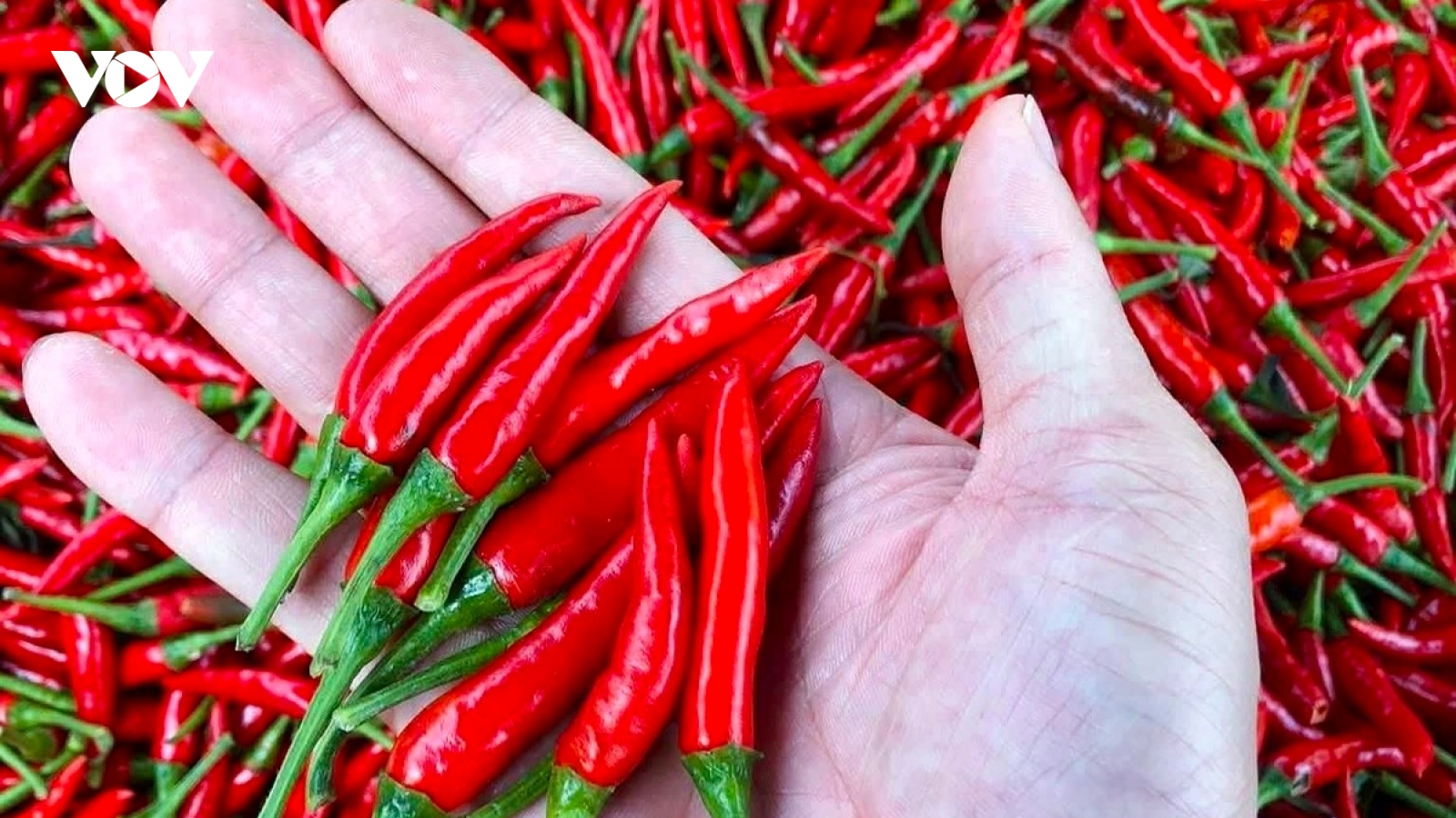 Ăn ớt giúp sống lâu, sống thọ lại ít người biết cách tận dụng