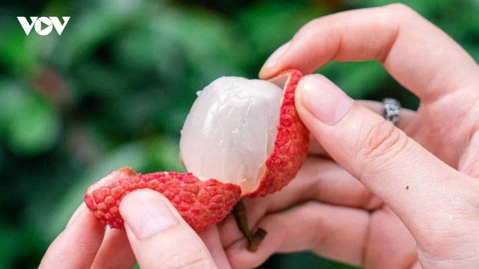 5 không khi ăn vải vào mùa hè ai cũng phải biết để tránh “mang họa vào thân”