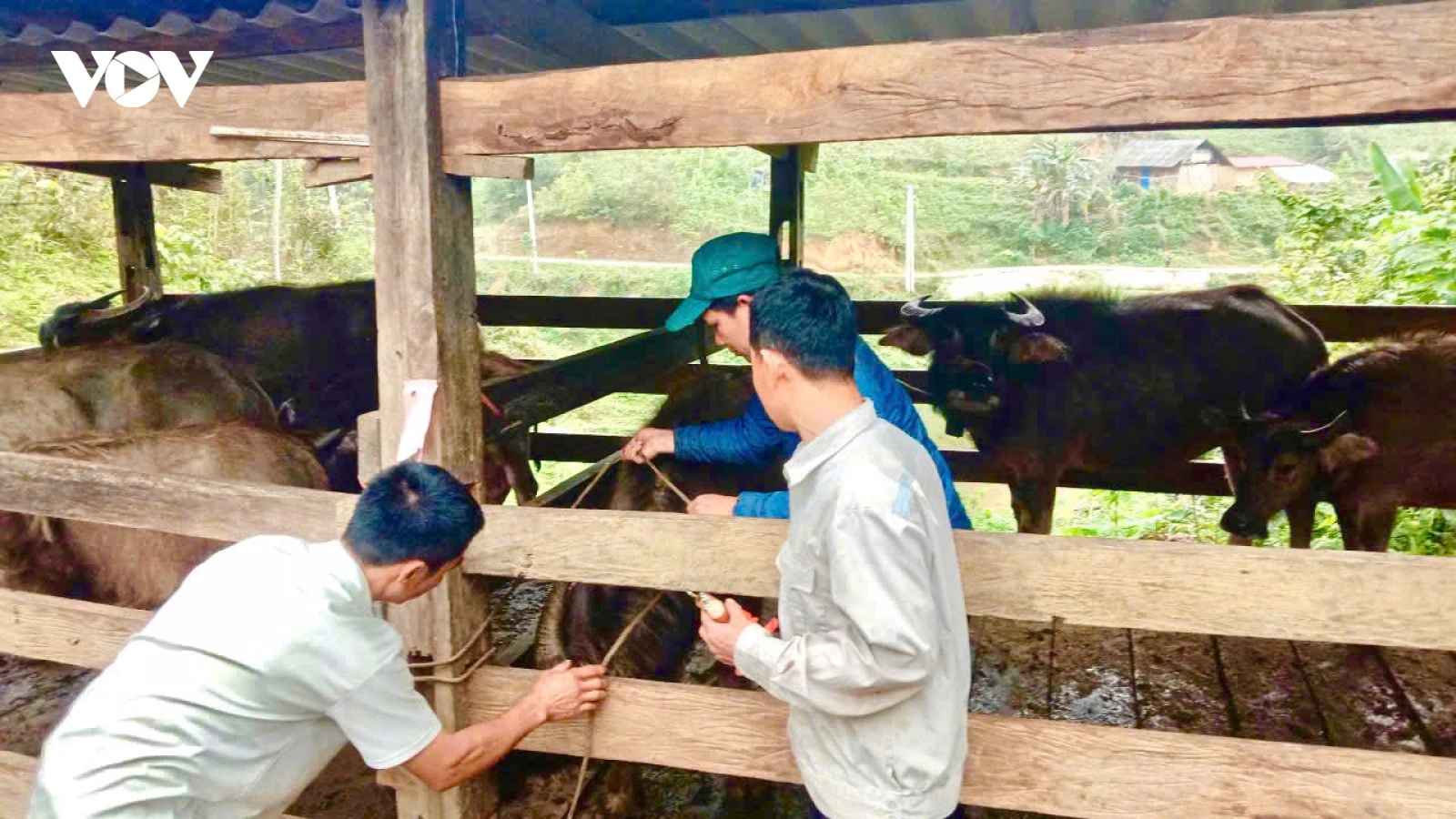 Người dân Thái Nguyên chủ động tiêm phòng đàn vật nuôi