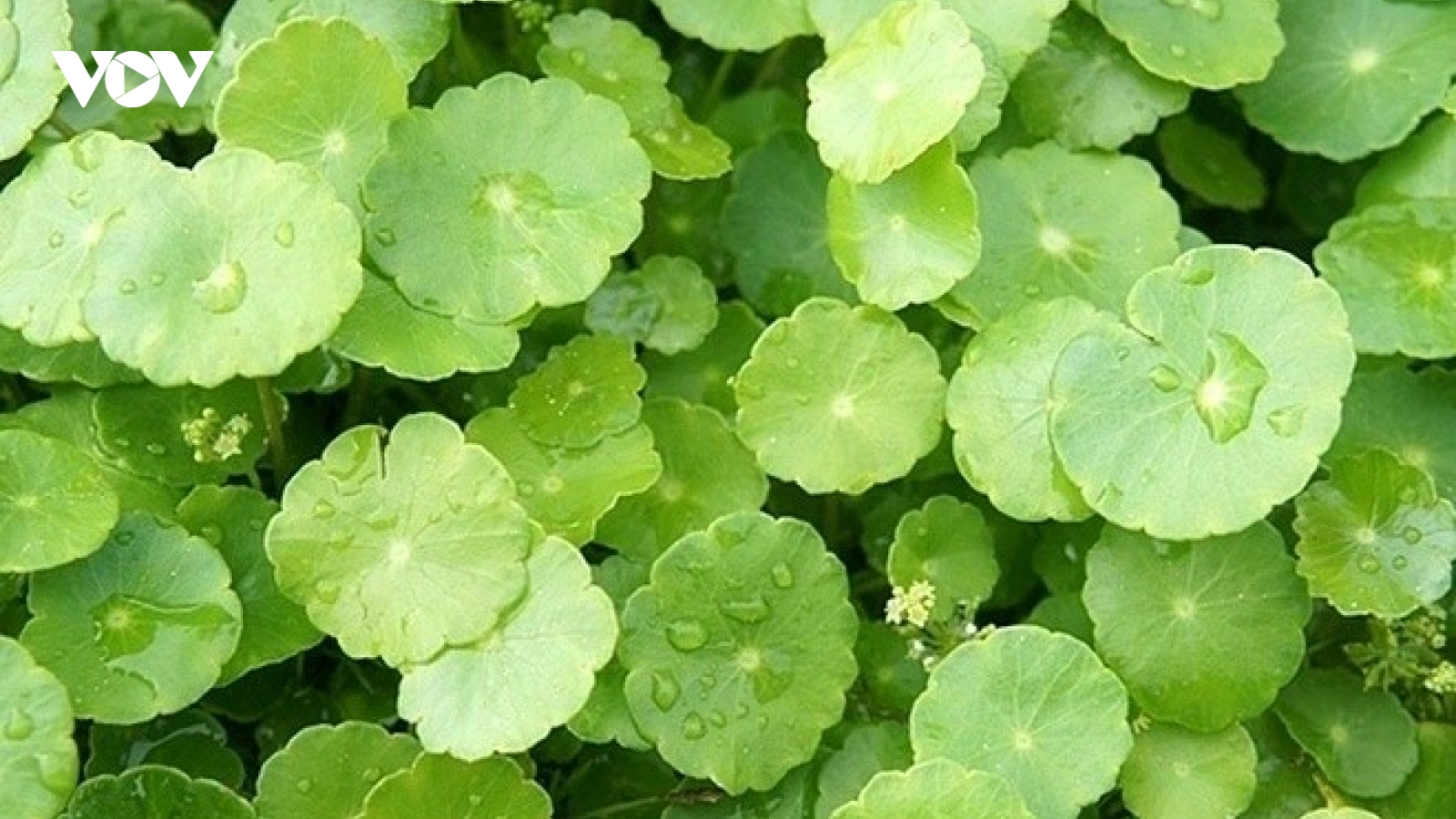 Cây thuốc giúp "trẻ hóa" cơ thể từ trong ra ngoài, không trồng vẫn mọc đầy vườn