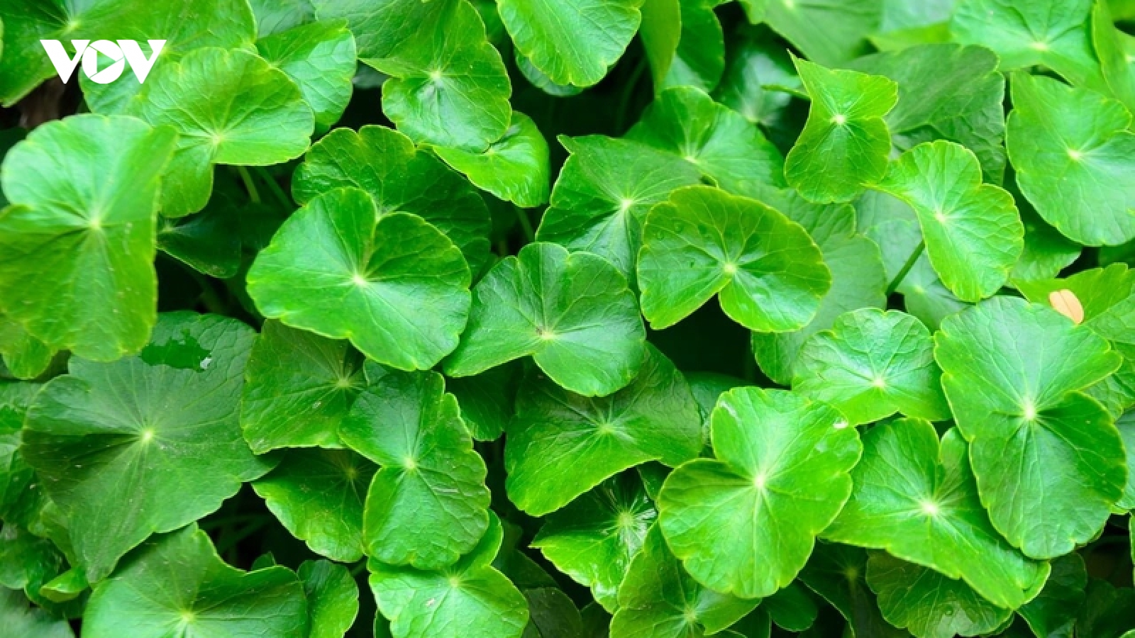 Mùa hè nên ăn gì? Những loại rau vừa mát cơ thể vừa tốt cho thận