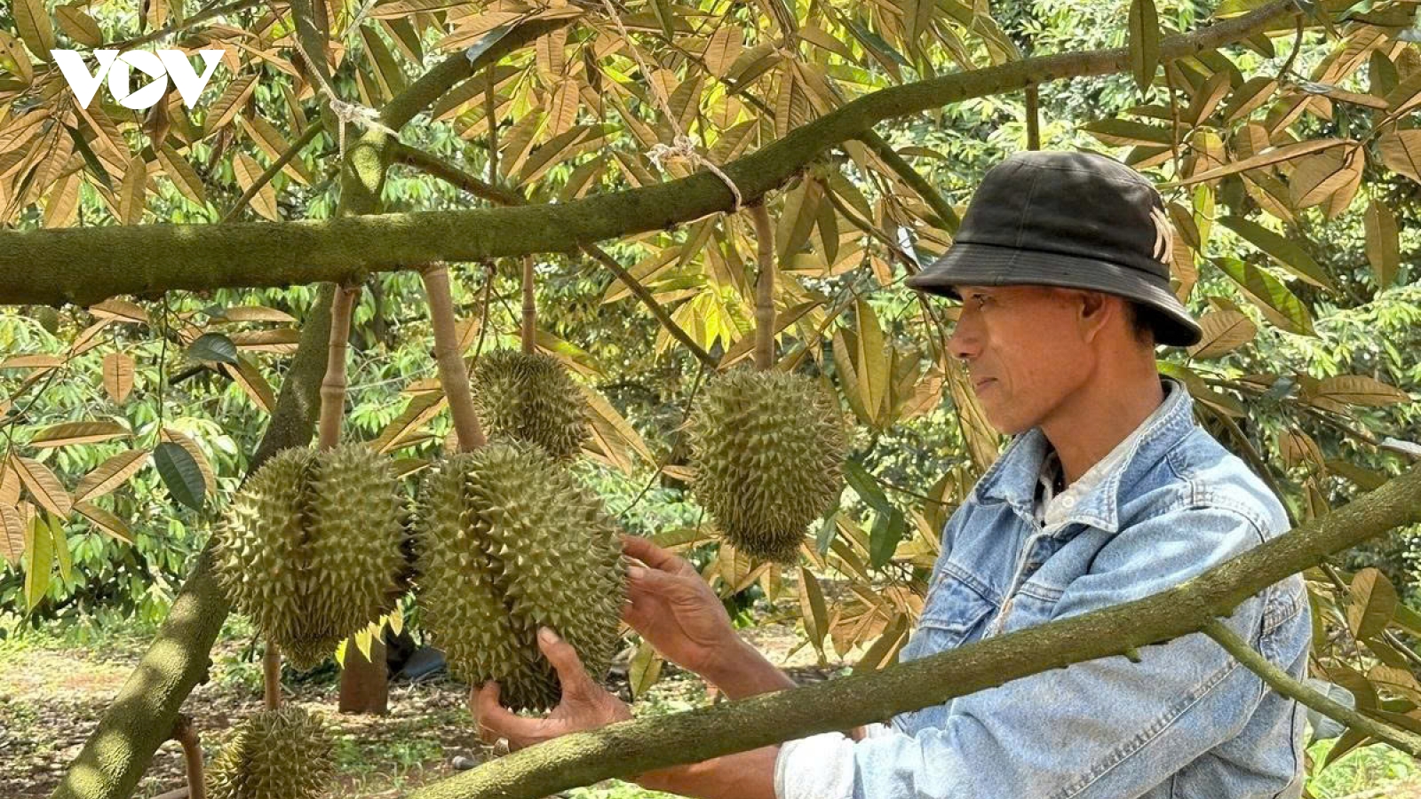 Tháo gỡ ách tắc kiểm nghiệm để giữ thị trường xuất khẩu sầu riêng