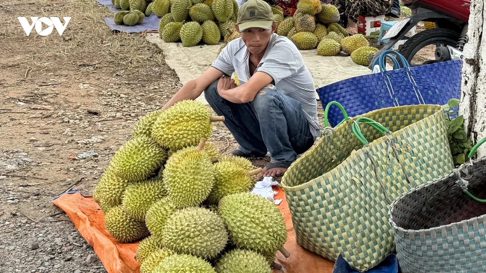 Cần Thơ hỗ trợ nông dân tiêu thụ hàng chục ngàn tấn sầu riêng sắp thu hoạch
