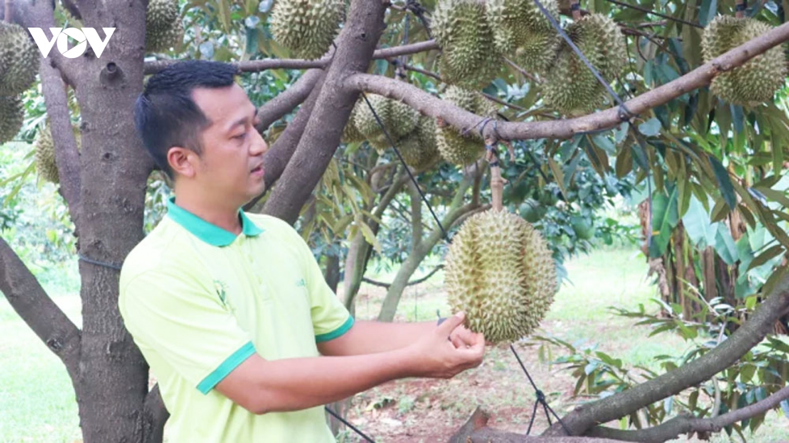 Nhà vườn Đồng Nai lạc quan chờ vụ sầu riêng sạch