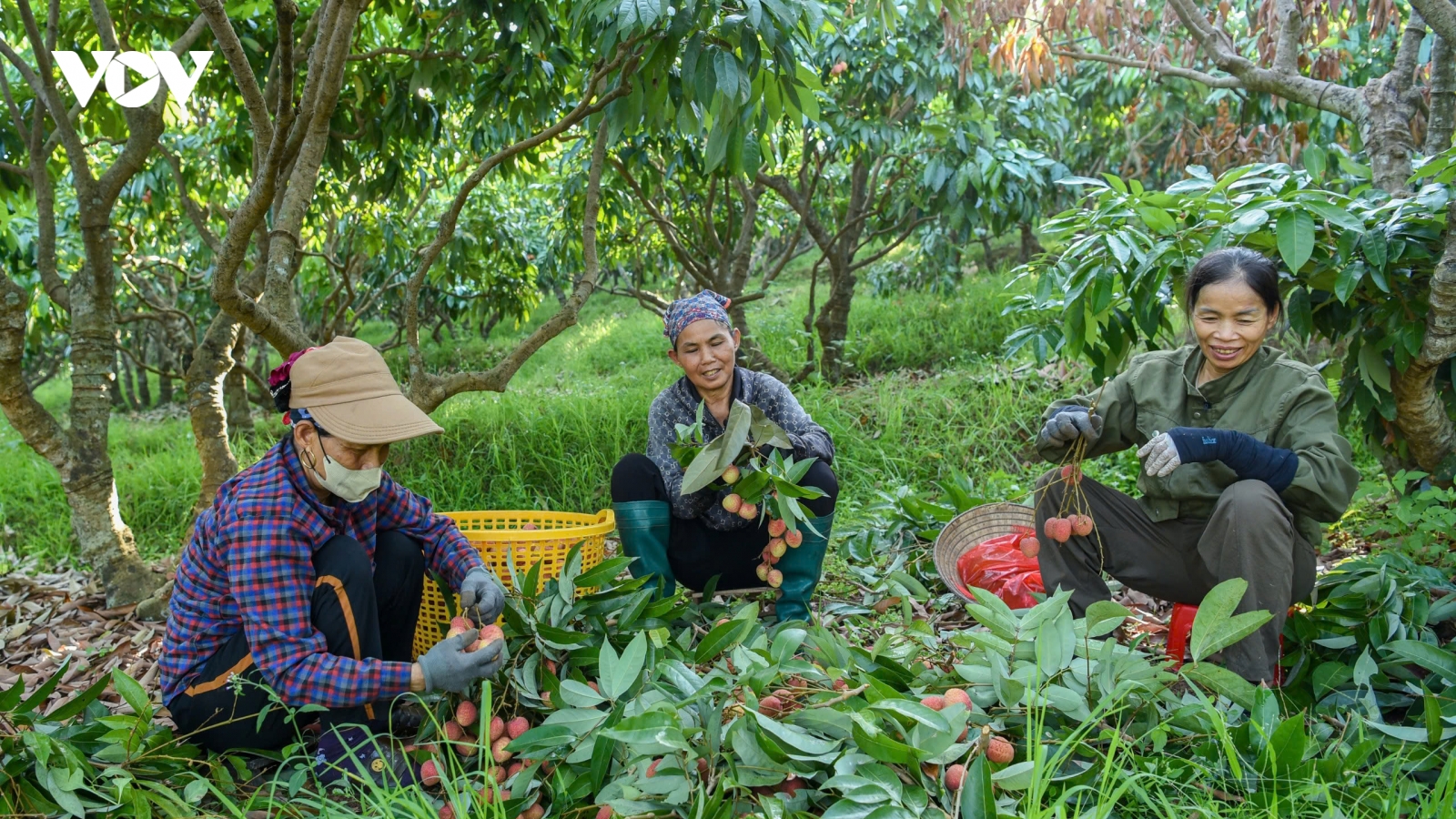 Vải chín rộ giữa nắng gắt, nông dân Bắc Ninh “chạy đua” thu hoạch sớm