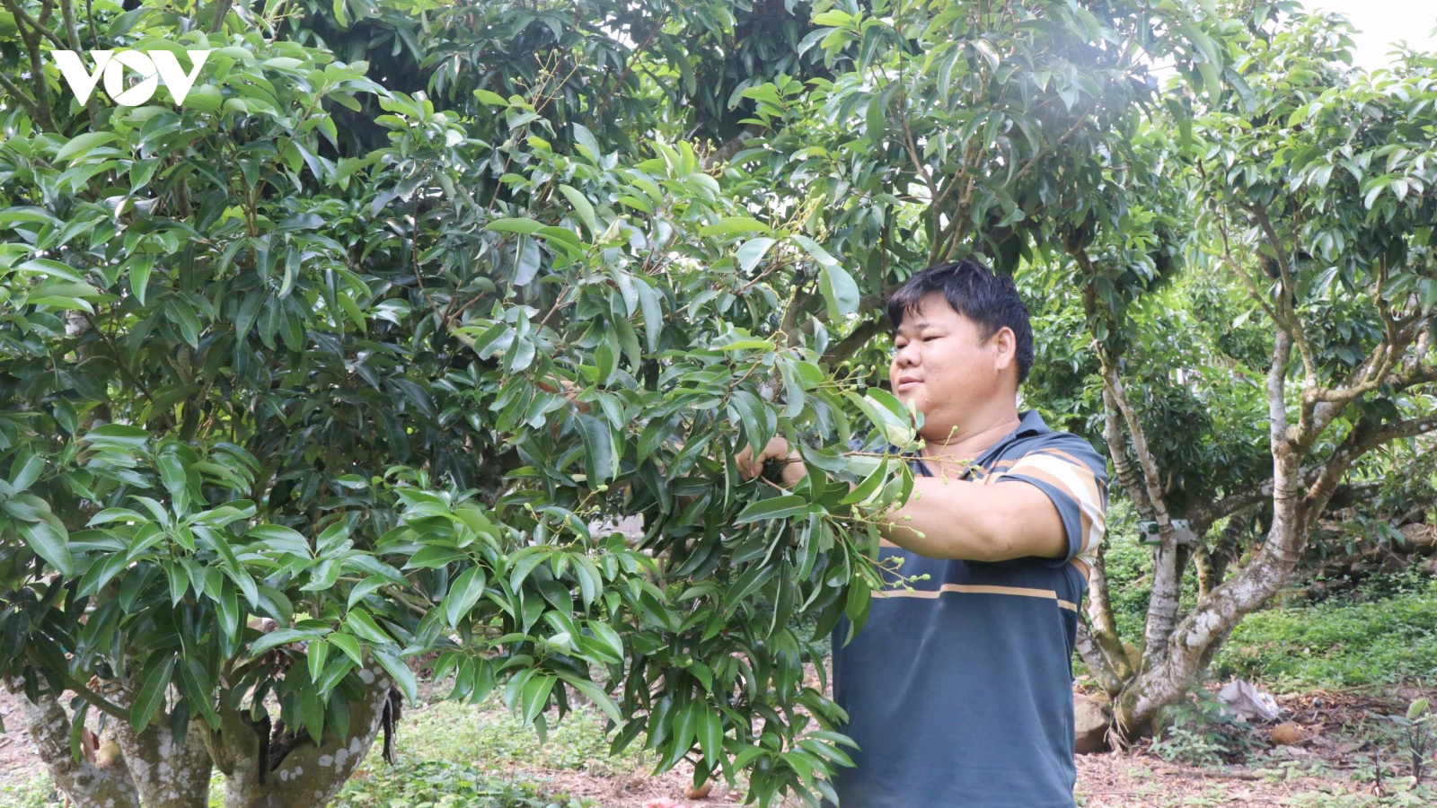 Vải thiều Bắc Ninh thất thu do thời tiết bất lợi, nhiều nhà vườn lao đao