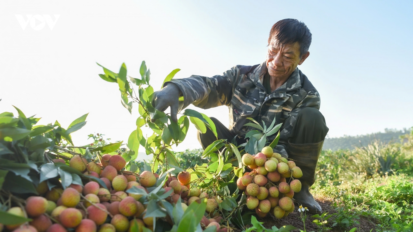 Nắng nóng đỉnh điểm, người dân ở Phúc Hòa, Bắc Ninh tất bật thu hoạch vải chín sớm