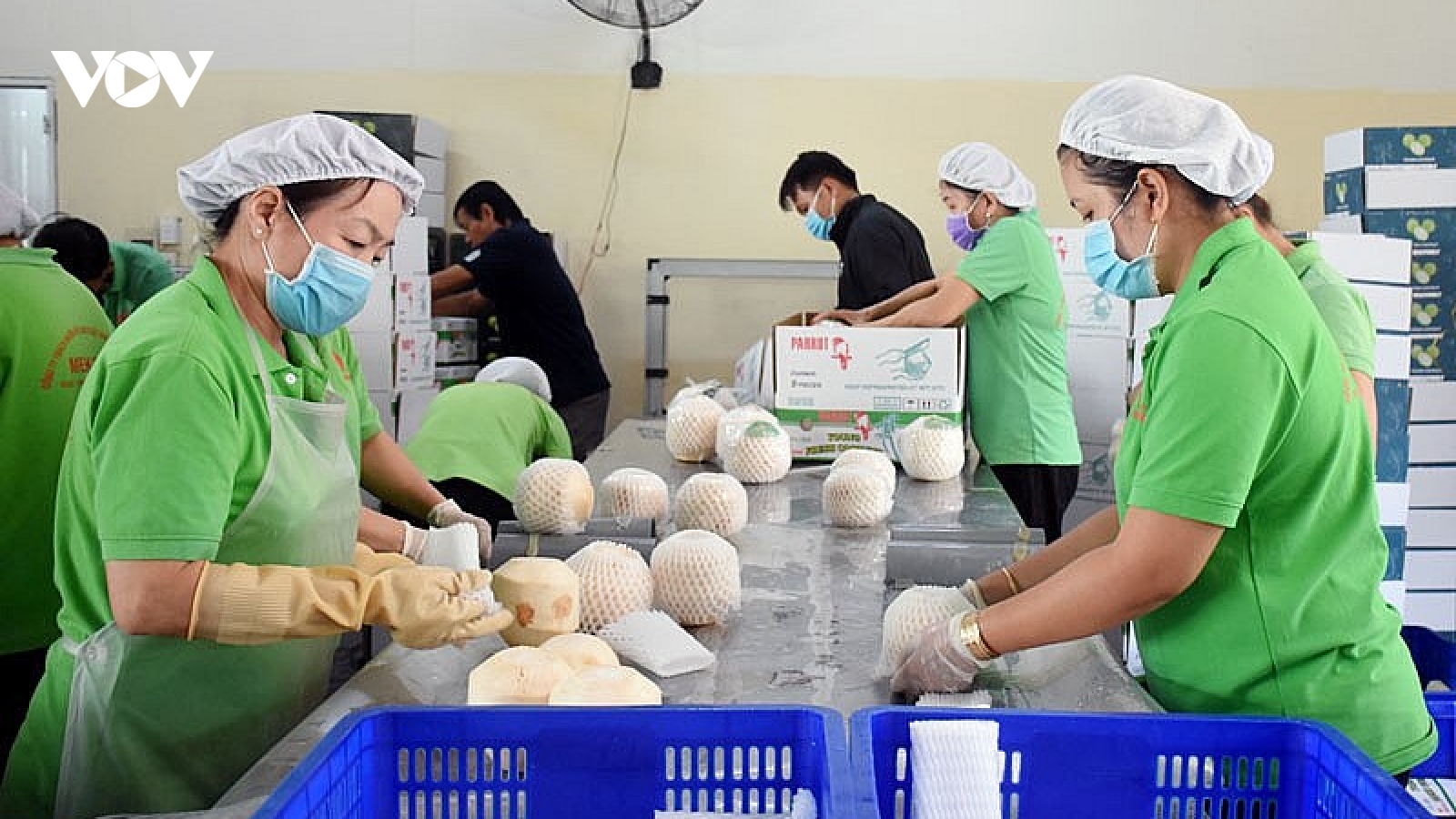 Từ quả bán đầy vỉa hè đến ngành hàng tỷ usd: Dừa Việt đang được thế giới săn lùng