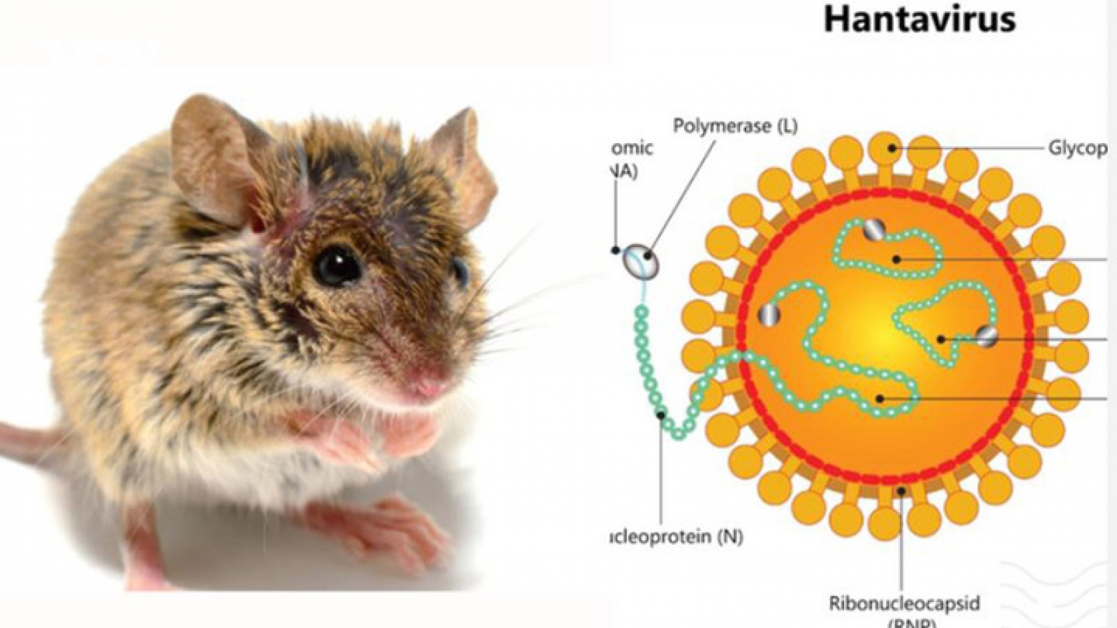 Có thể gây tử vong, virus Hanta ủ bệnh và lây truyền thế nào?