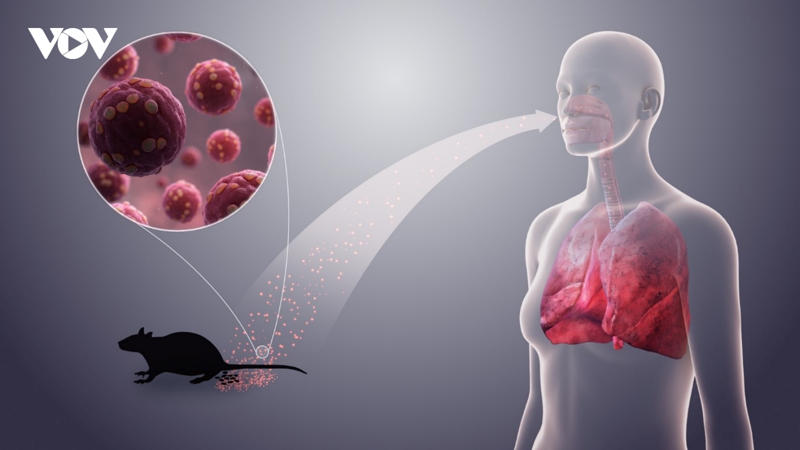 Triệu chứng nhiễm virus Hanta dễ nhầm với các bệnh khác, làm gì để phòng ngừa?