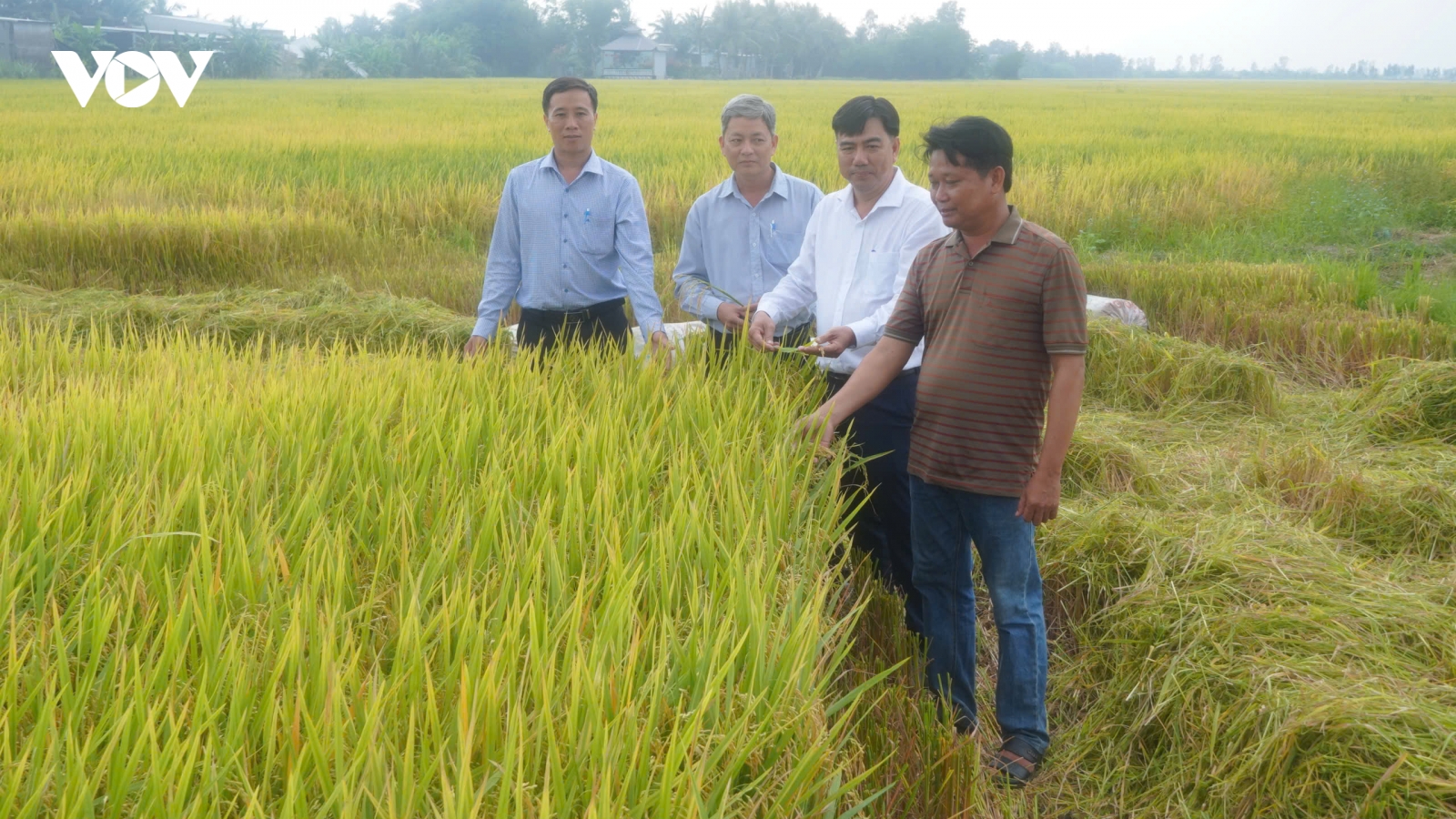 Minh bạch quy trình, định danh gạo phát thải thấp