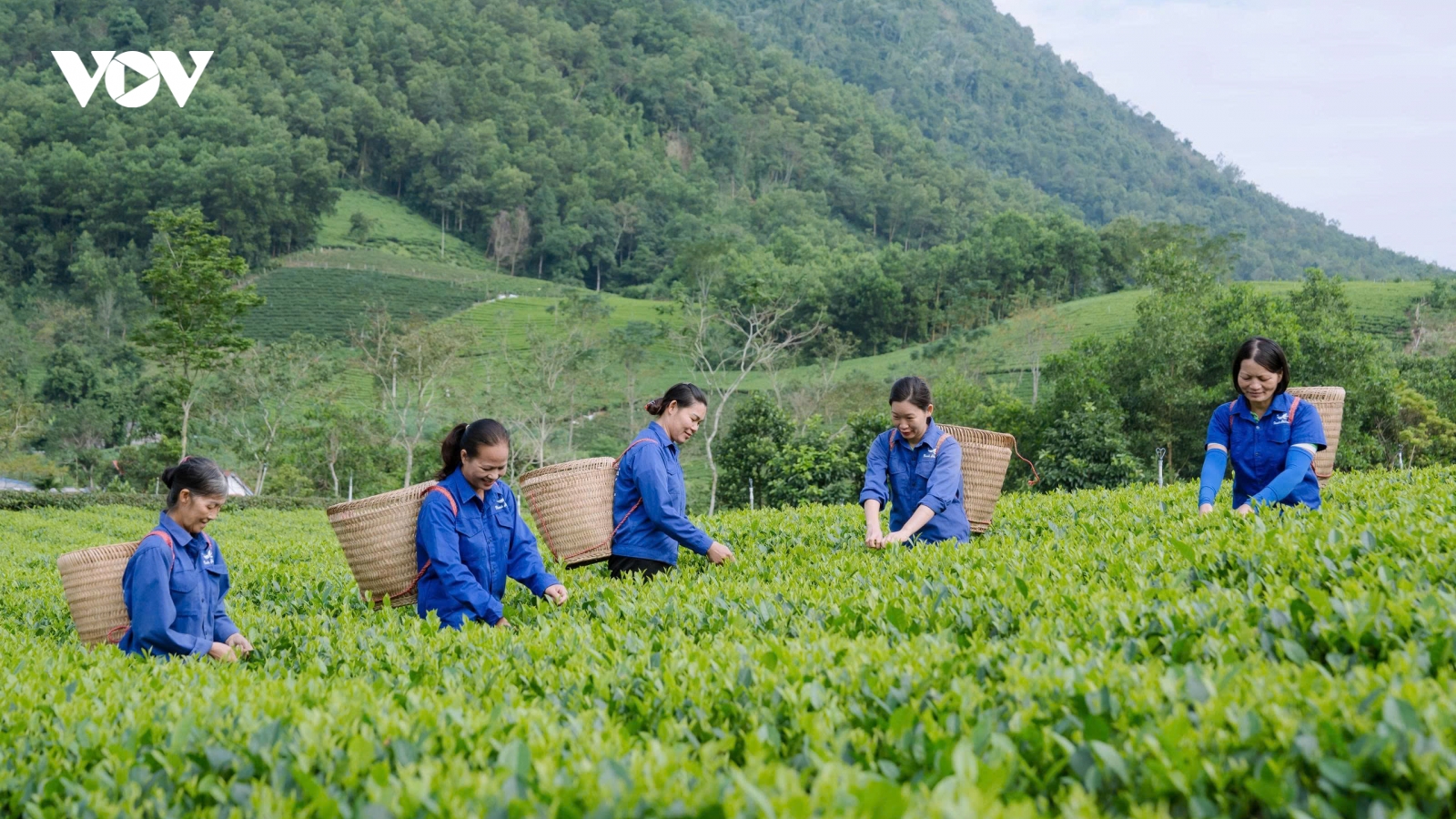 Xanh hóa vùng chè, nâng tầm thương hiệu trà Thái Nguyên