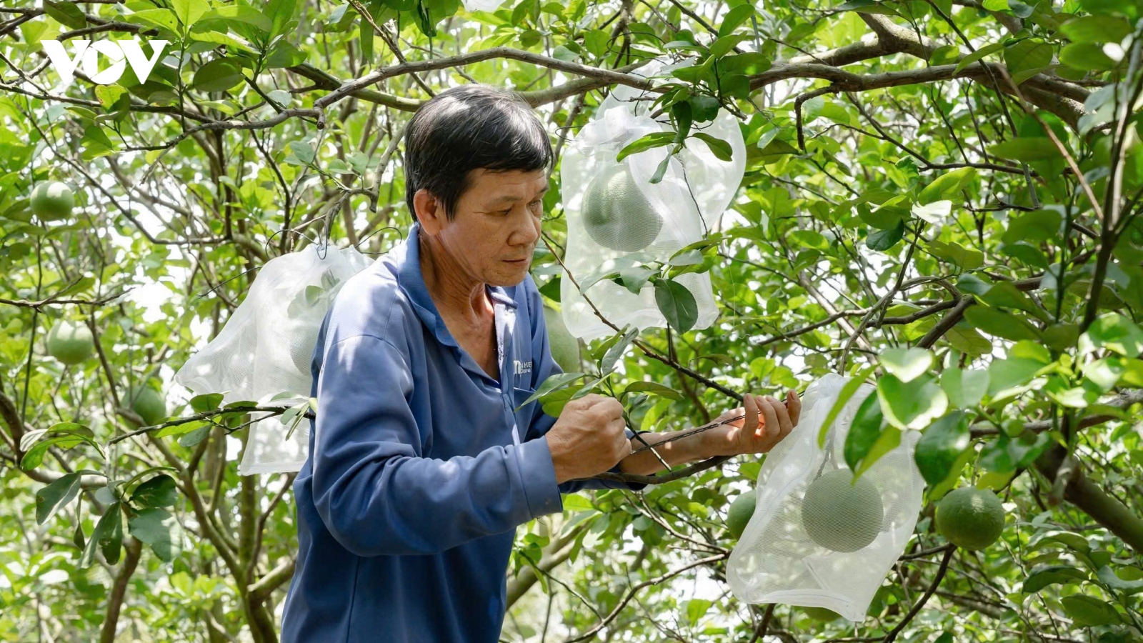 Địa phương phải hoàn tất rà soát việc cấp mã số vùng trồng trước 30/5