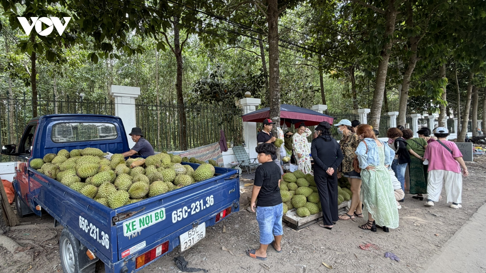 Nông dân trồng sầu riêng mang nỗi sầu chung