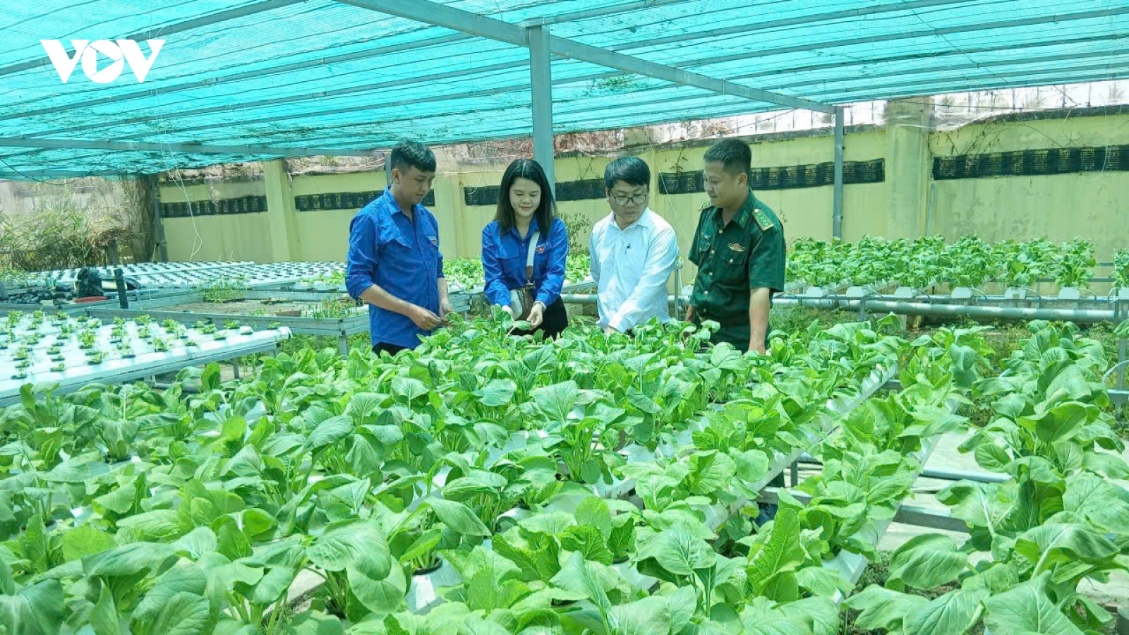 Cán bộ, chiến sĩ biên phòng Cần Thơ làm chủ mô hình rau sạch