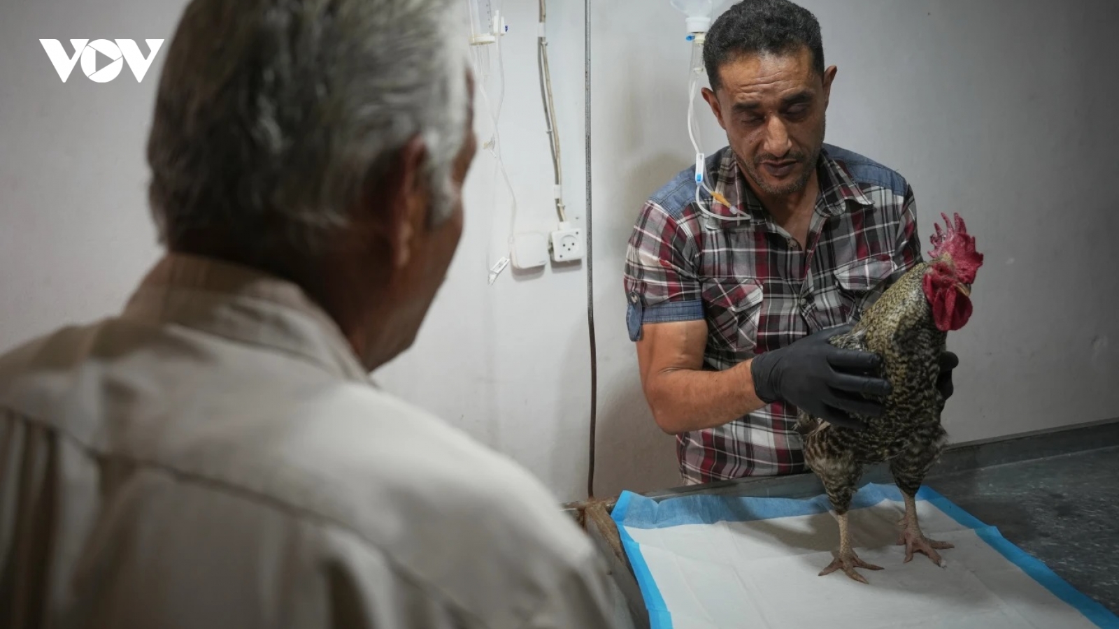 Nơi hiếm hoi chữa bệnh cho thú cưng giữa làn bom đạn Gaza