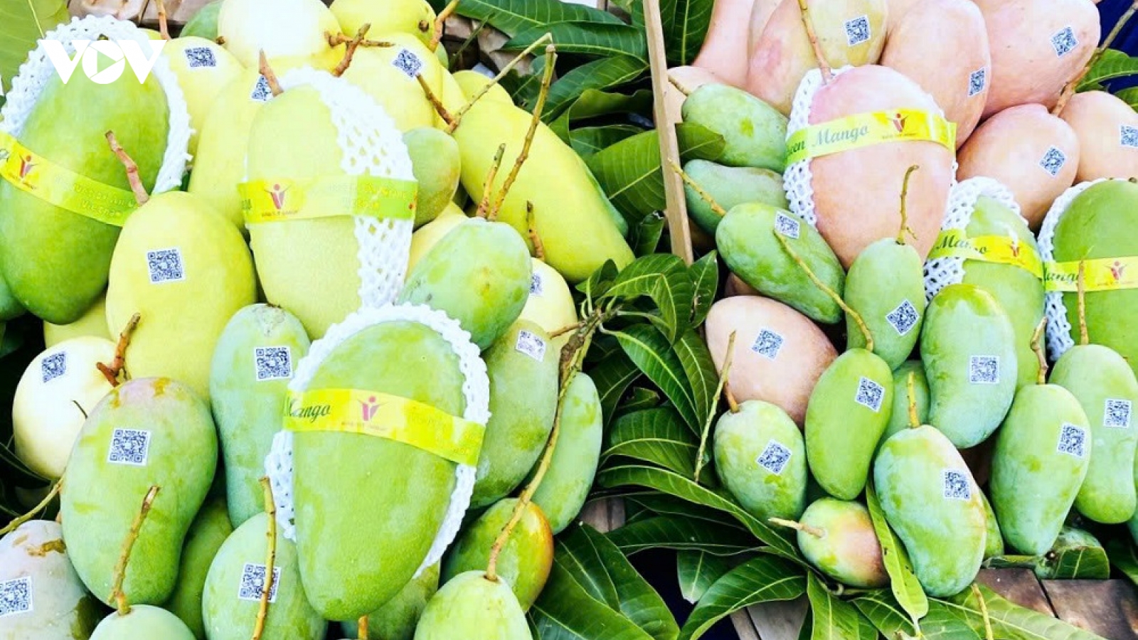 Nông sản đồng bằng sông Cửu Long trước sức ép phòng vệ thương mại