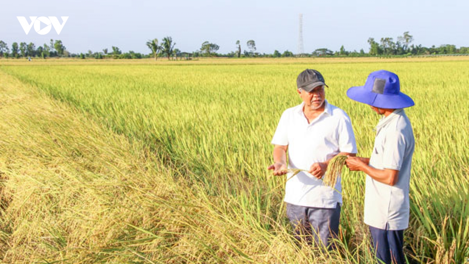 Vĩnh Long đẩy mạnh chuyển đổi xanh trong nông nghiệp