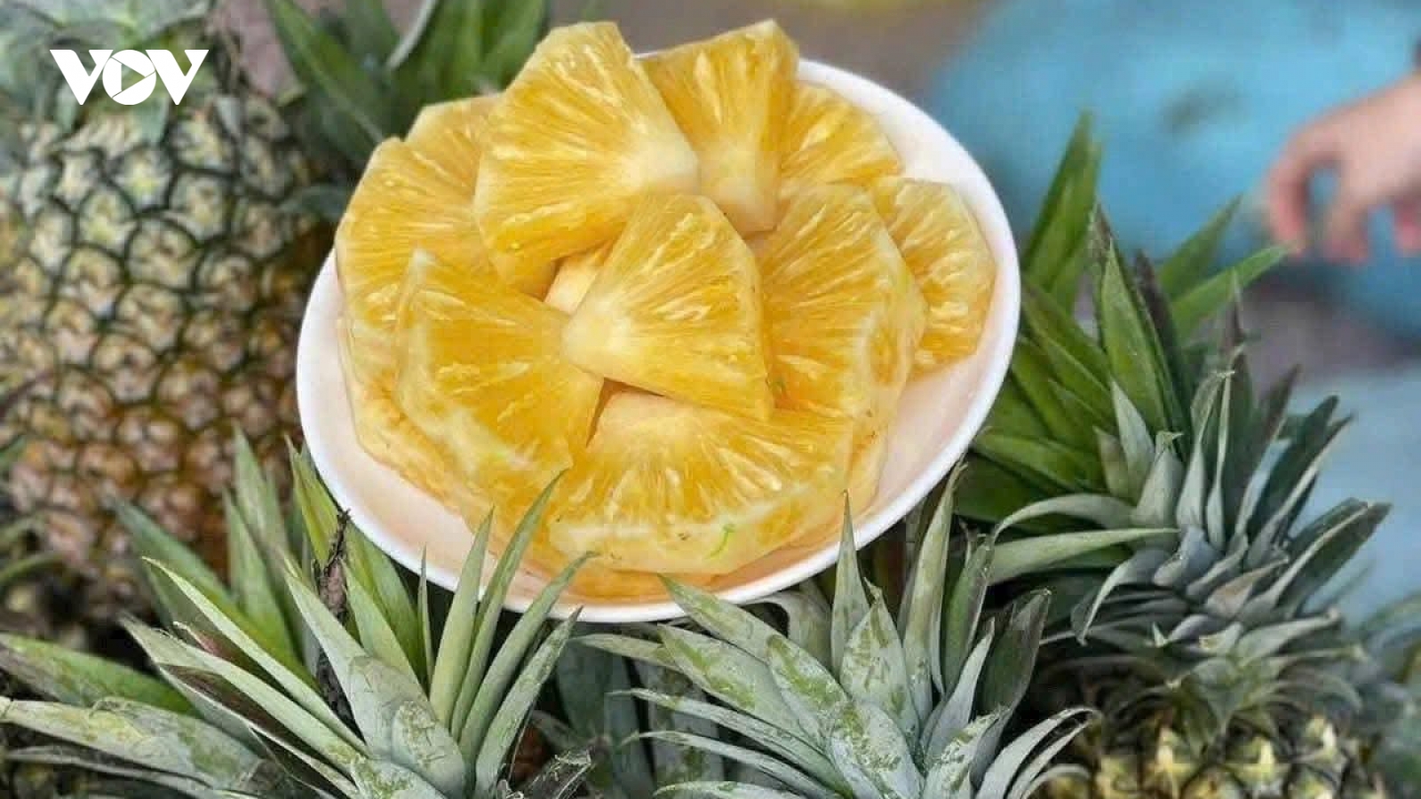 Đắt gấp nhiều lần dứa thường, vì sao dứa mật Pu Lau vẫn cháy hàng?