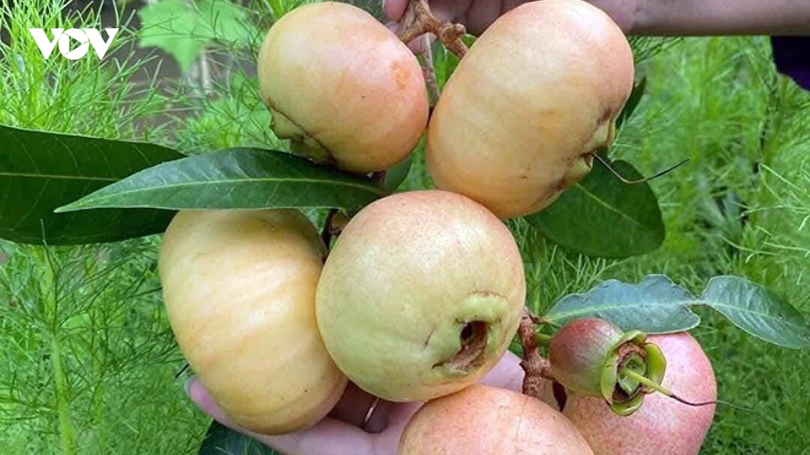 Trái cây “gây thương nhớ” thành đặc sản 200.000 đồng/kg