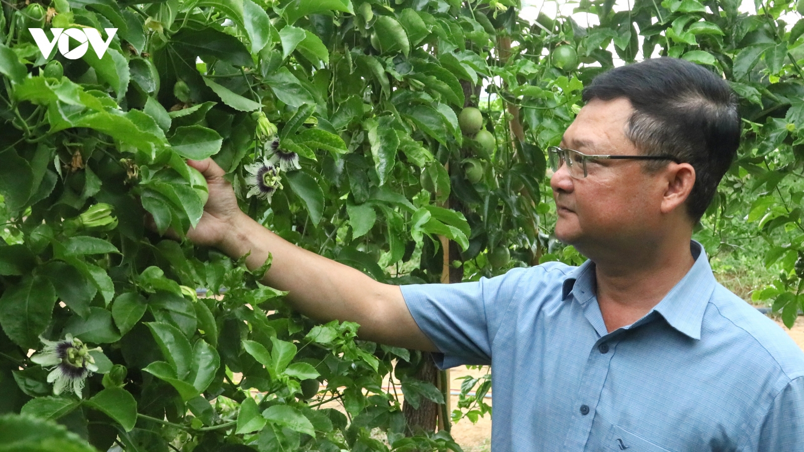 Chanh dây mở hướng phát triển kinh tế nông thôn ở Quảng Ngãi