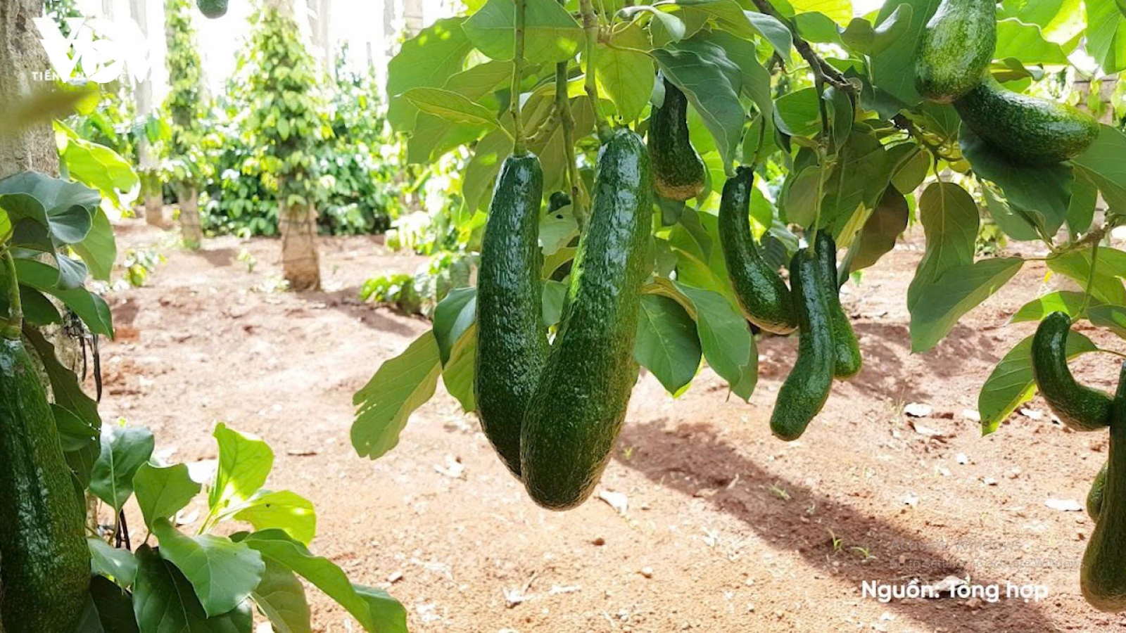 Bơ 034 rớt giá chạm đáy: Từ “trái vàng” thành hàng giá rẻ, nông dân lao đao