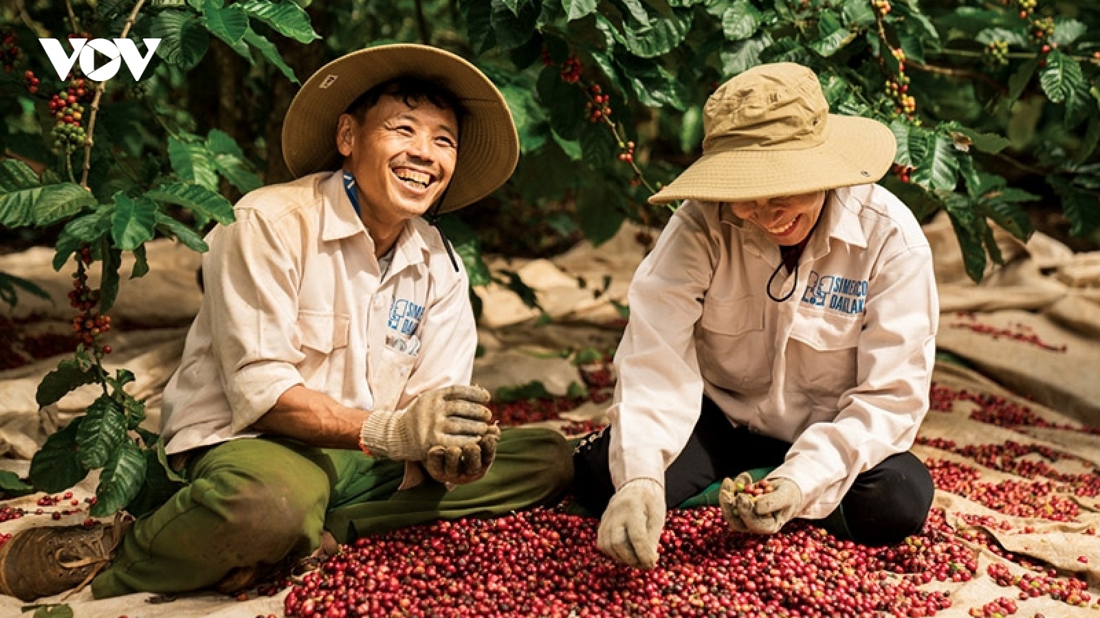 Giá cà phê hôm nay 22/6: Giá cà phê Robusta và Arabia đồng loạt giảm