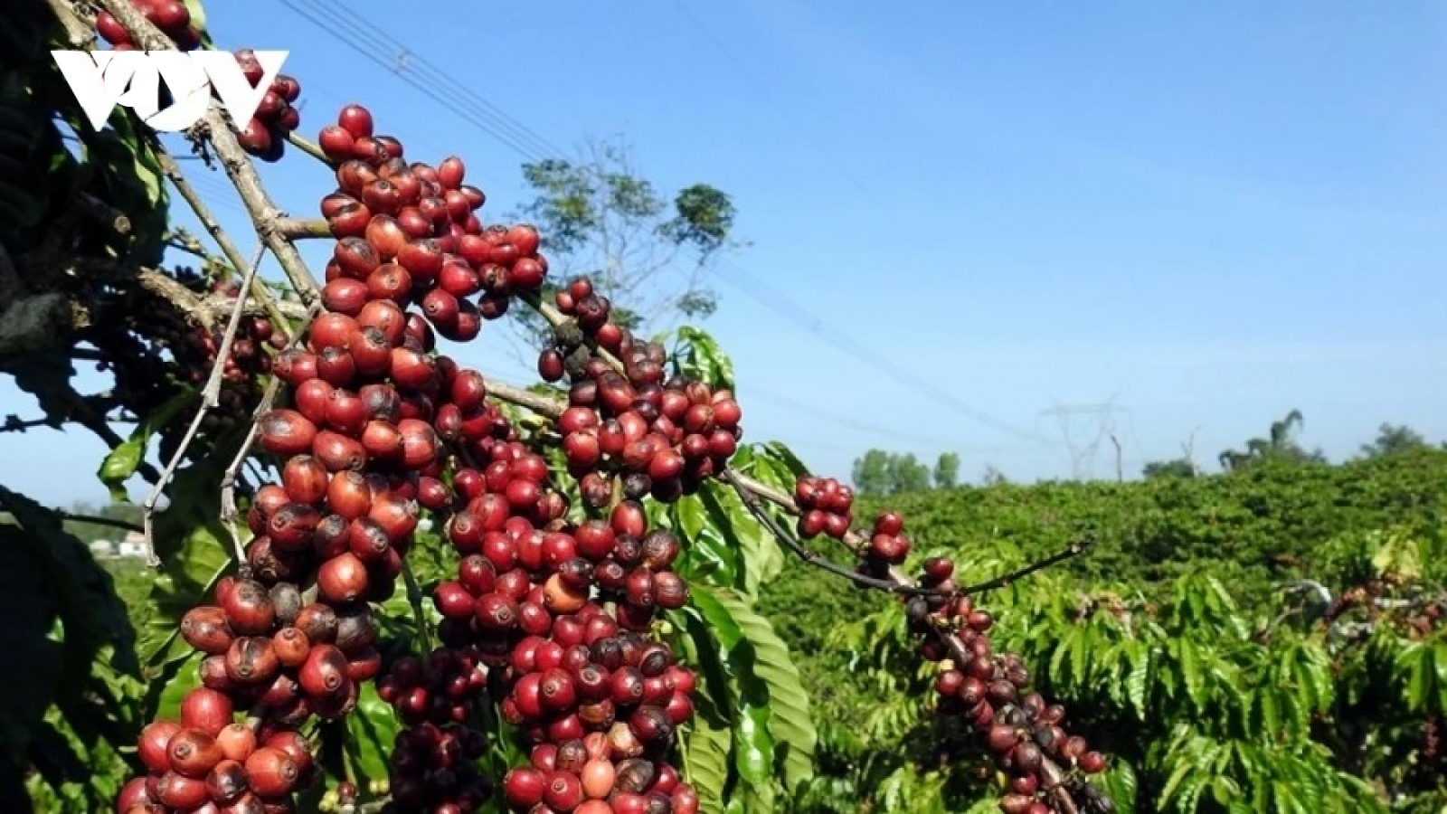 Giá cà phê hôm nay 11/6: Cà phê trong nước ổn định, giá cao nhất 84.800 đồng/kg