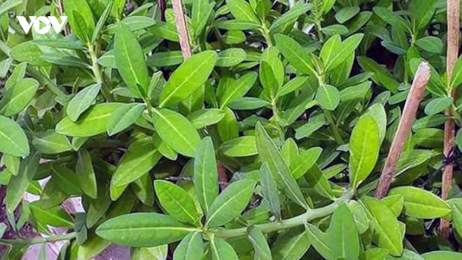 Cây thạch anh có gì đặc biệt mà được dân gian sử dụng làm thuốc từ lâu?