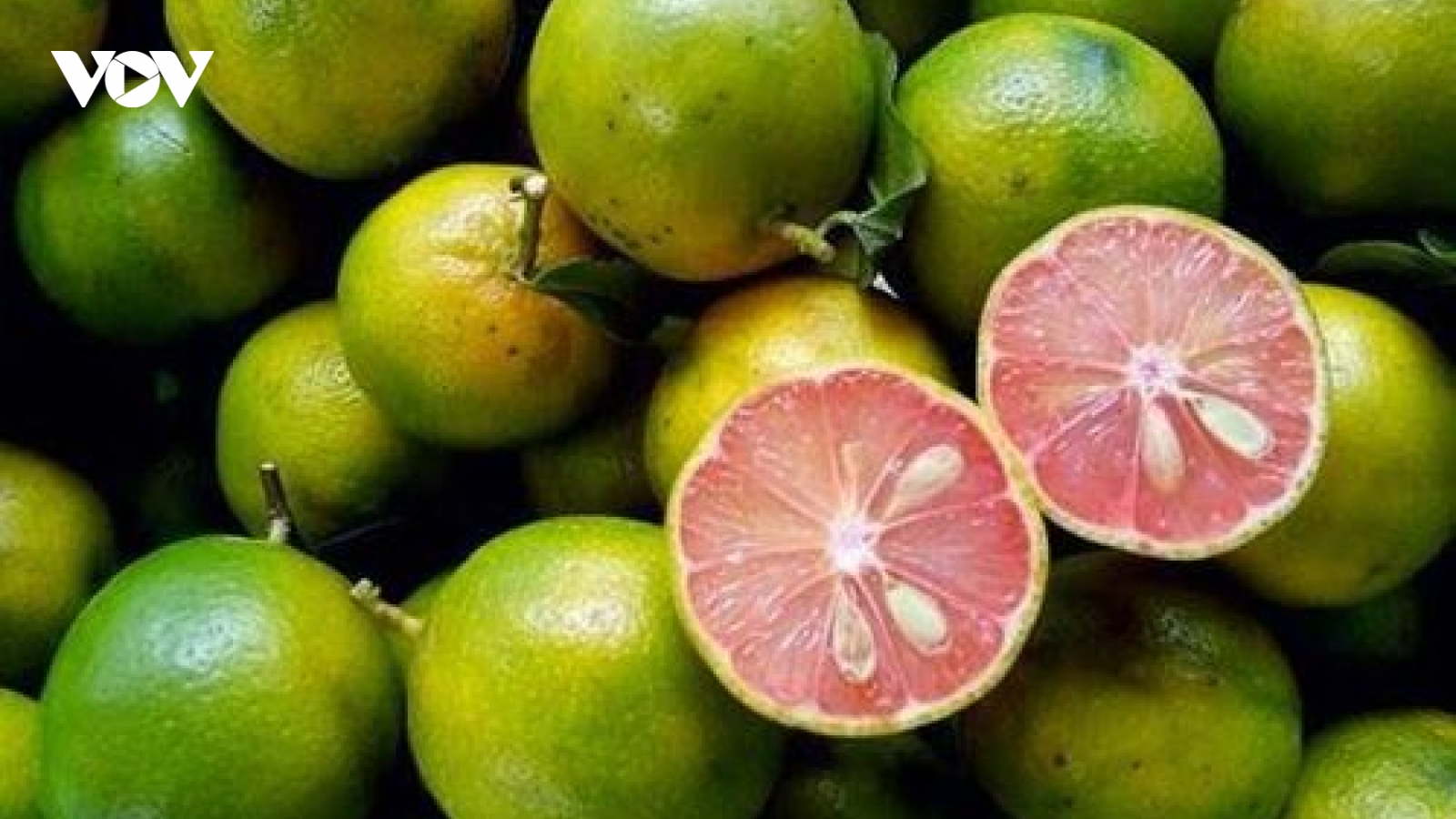 Chanh đào có gì đặc biệt mà được nhiều người dùng để trị ho, tăng sức đề kháng?
