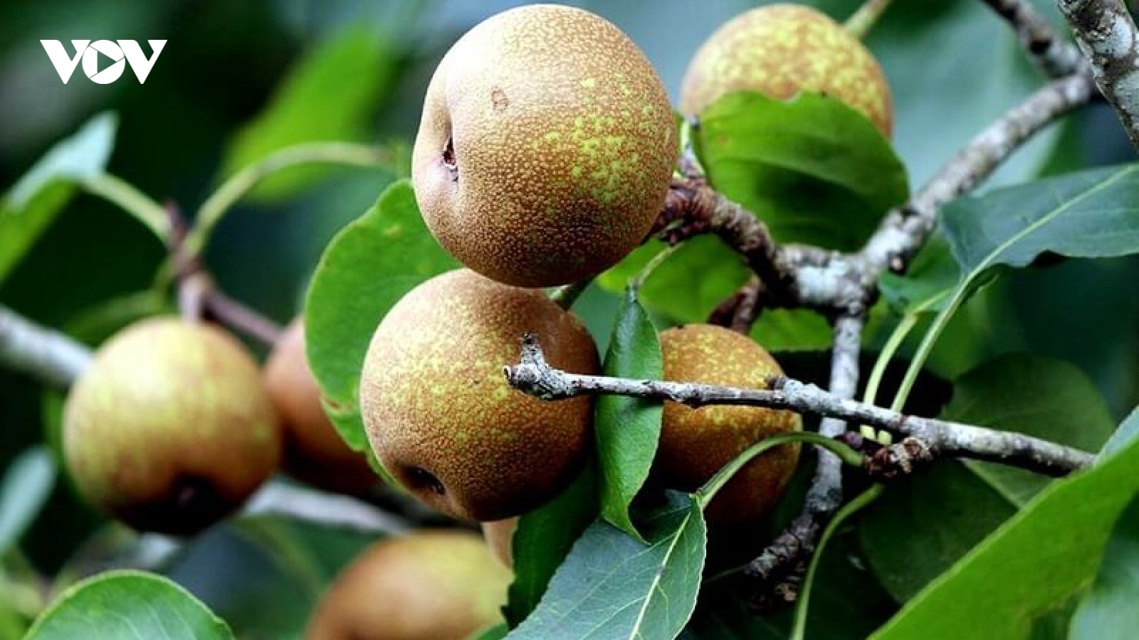 Đặc sản rừng ít người biết mang lại thu nhập cho đồng bào vùng cao
