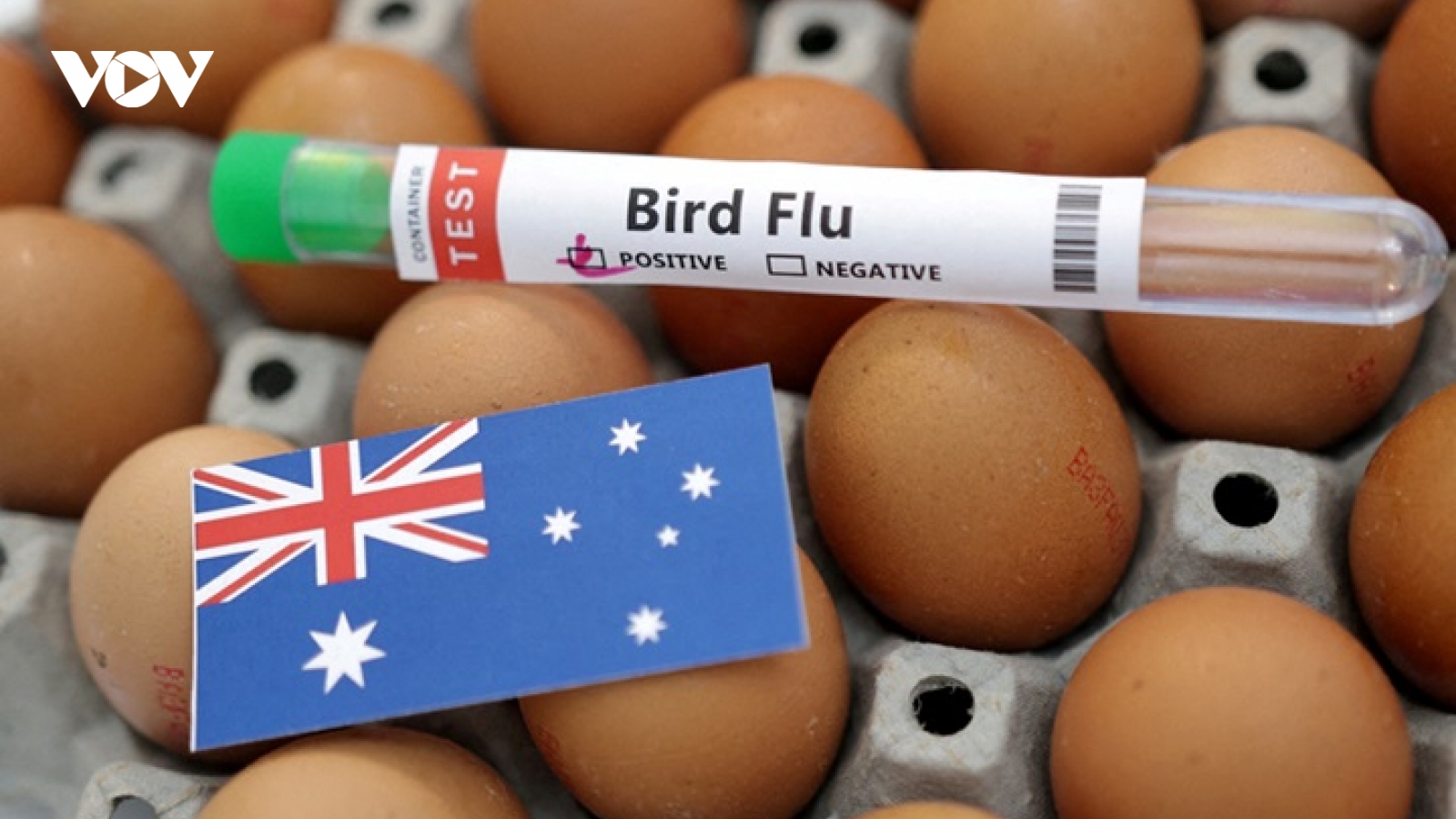 Virus cúm gia cầm H5 lần đầu xuất hiện tại lục địa Australia