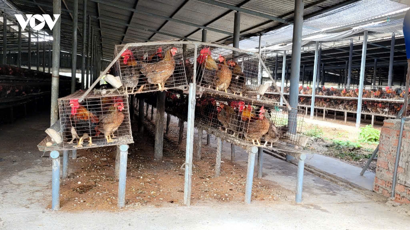 Khẩn trương dập ổ dịch cúm A/H5N1 trên đàn vịt tại Đồng Tháp