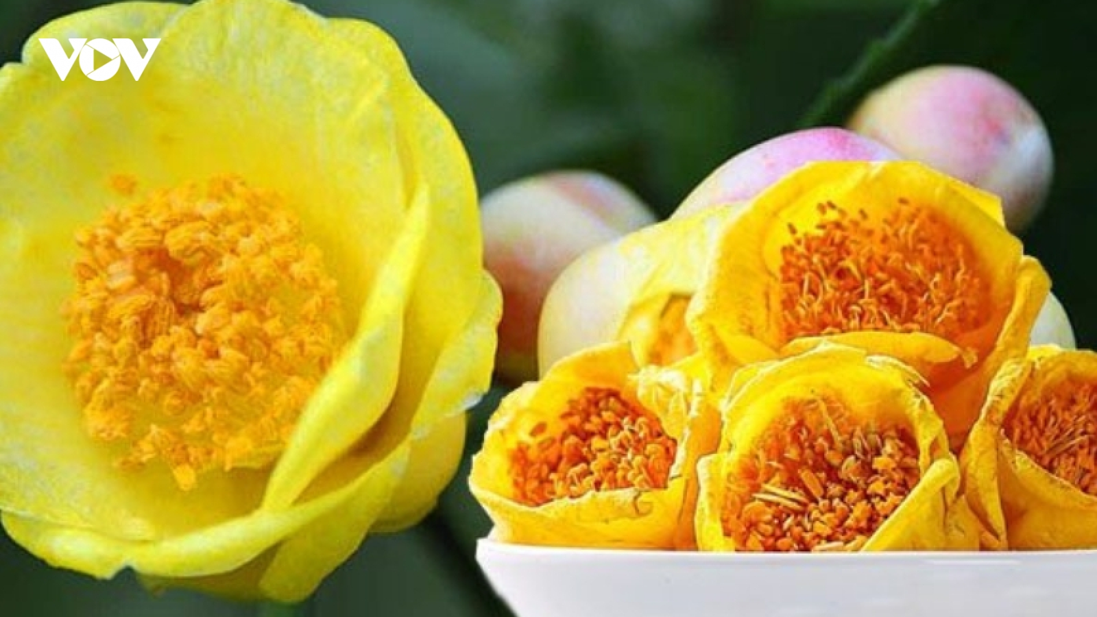 Trà hoa vàng – loài hoa rừng độc lạ mở ra giá trị kinh tế từ dược liệu quý