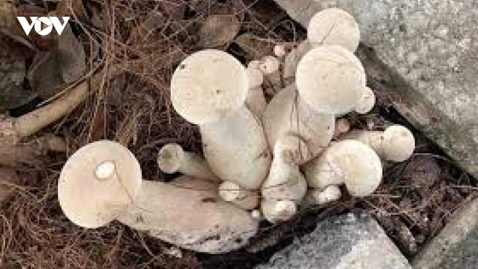 Nấm đặc sản giá 1,5 triệu đồng/kg mọc lên từ lá dừa mục