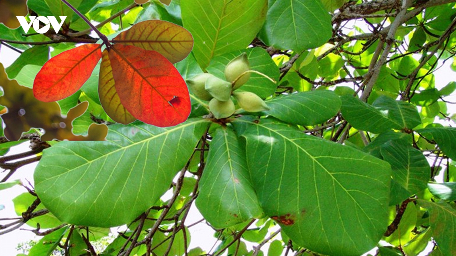 Công dụng của nước lá bàng với sức khỏe ít người biết