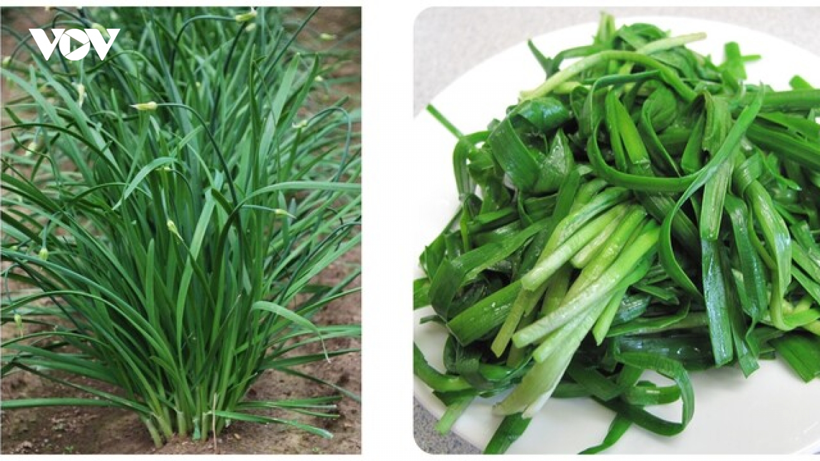 Cây thuốc nhỏ nhưng có võ, giúp bổ thận tráng dương, bảo vệ tim mạch lại dễ tìm