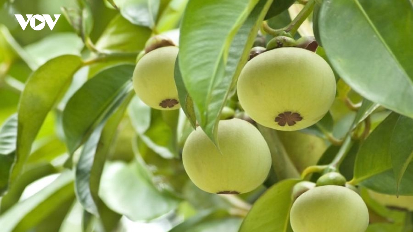 Việt Nam có “nữ hoàng trái cây”, chẳng cần đợi chín ăn vào vẫn có lợi đủ đường