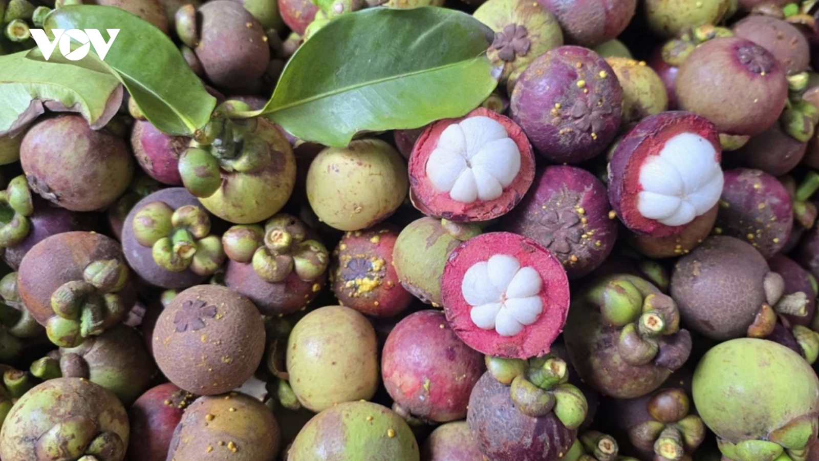 Sweet mangosteen season among century-old orchards along Saigon River