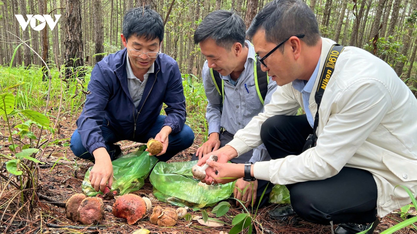 1 người tử vong sau khi ăn nấm rừng