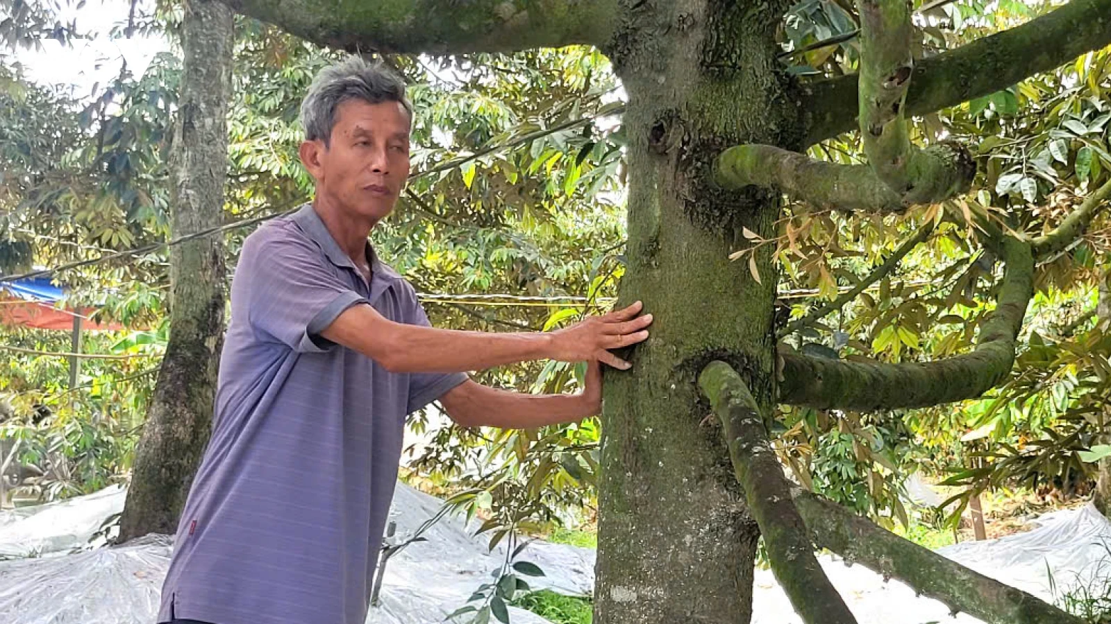 Trái cây Đồng Tháp: Làm gì để chinh phục thị trường thế giới?